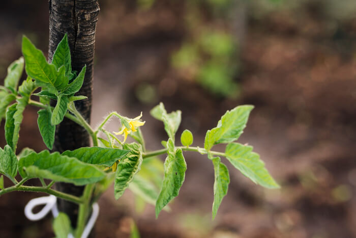 Best Tomato Trellis Florida Weave