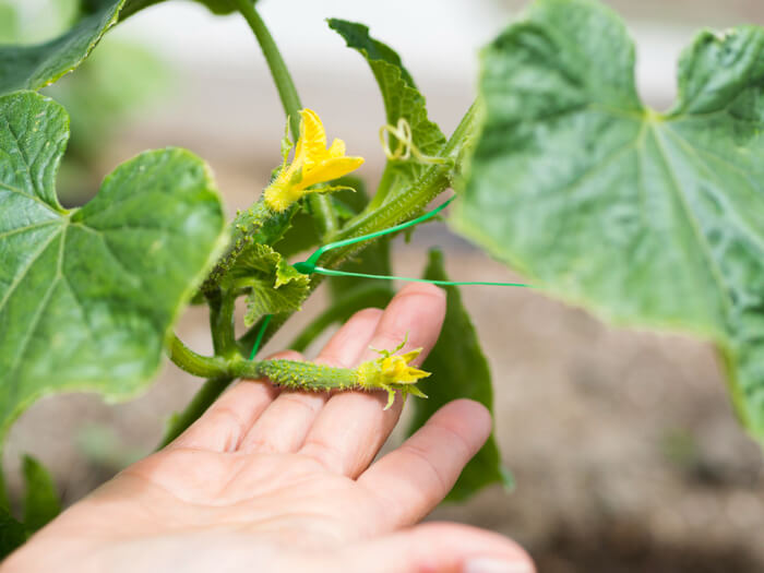 Close Up of Baby Cucumbers