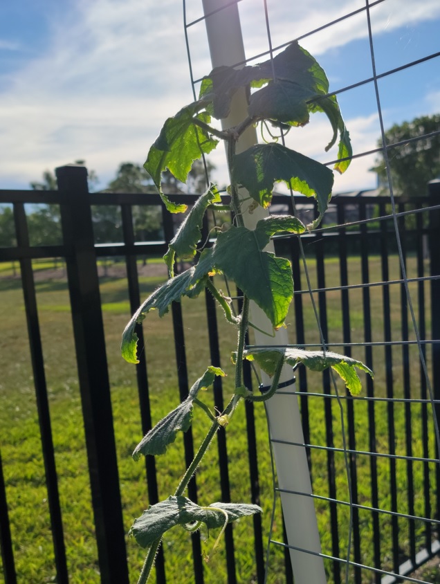 Cucumber Climbing Up Trellis