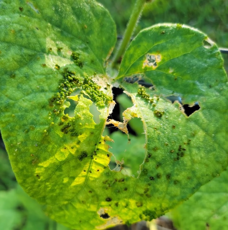 Cucumber Pests - Pickleworm Droppings