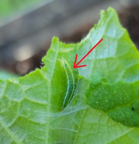 Cucumber Pests - Pickleworm