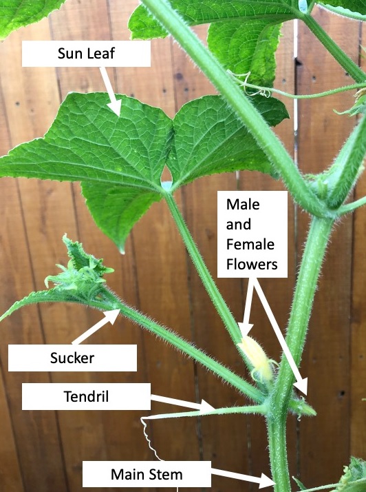 Cucumber Plant and its Parts