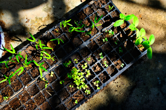 Harden Off Seedlings Outside