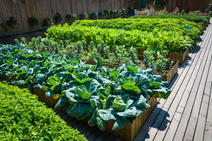 Organizing Plants in Raised Garden Bed