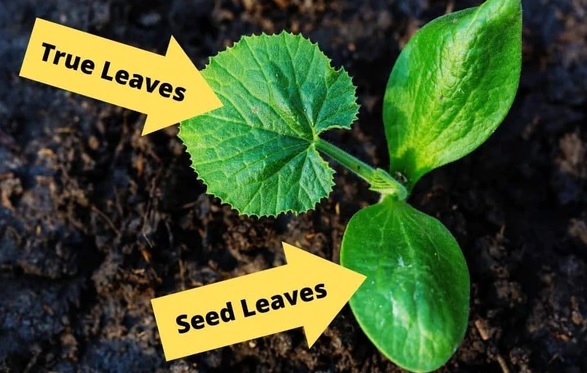 The difference between seed leaves and true leaves