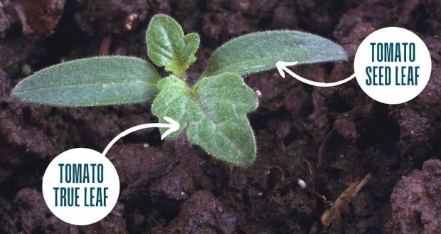 Tomato Seed and True Leaves