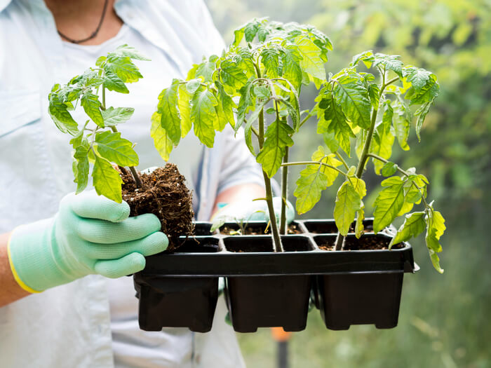 Transplanting Tomato Seedlings for Healthier Plants